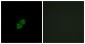 AIBP Antibody